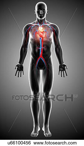 Stock Illustration - Male cardiovascular system, artwork. Fotosearch