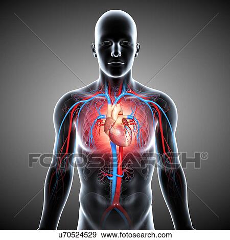 Male cardiovascular system, artwork View Large Illustration Stock Illustration - Male cardiovascular system, artwork. Fotosearch