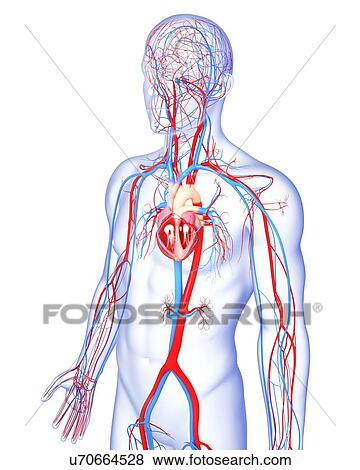 Male cardiovascular system, artwork View Large Illustration Stock Illustration - Male cardiovascular system, artwork. Fotosearch