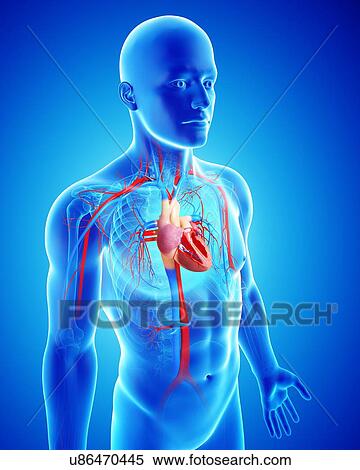 Male cardiovascular system, artwork View Large Illustration Stock Illustration - Male cardiovascular system, artwork. Fotosearch