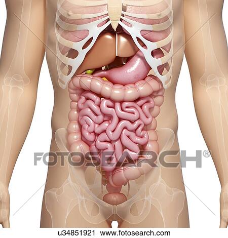Clip Art - Male digestive system, artwork. Fotosearch