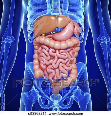 Clip Art - Male digestive system, artwork. Fotosearch