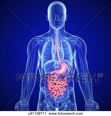 Clip Art - Male digestive system, artwork. Fotosearch