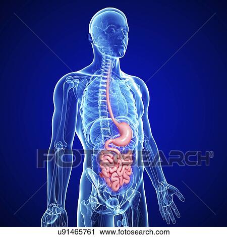 Male digestive system, artwork View Large Illustration Clip Art - Male digestive system, artwork. Fotosearch