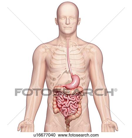 Male digestive system, artwork View Large Illustration Clipart - Male digestive system, artwork. Fotosearch