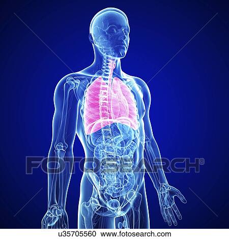 Clipart - Male digestive system, artwork. Fotosearch