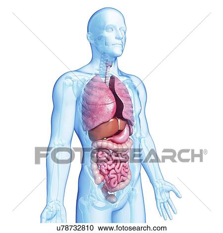Male digestive system, artwork View Large Illustration Clipart - Male digestive system, artwork. Fotosearch