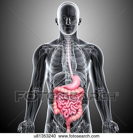 Clipart - Male digestive system, artwork. Fotosearch