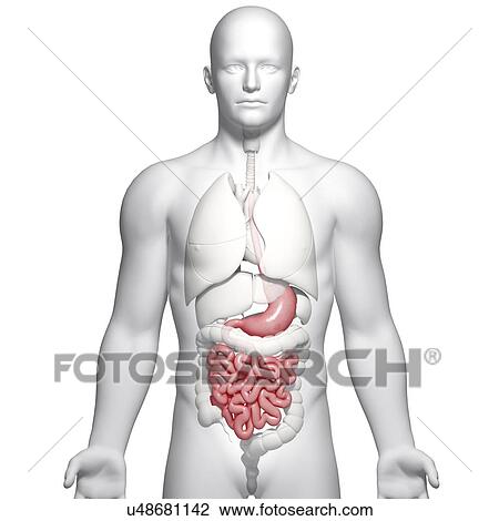 Male digestive system, artwork View Large Illustration Drawing - Male digestive system, artwork. Fotosearch