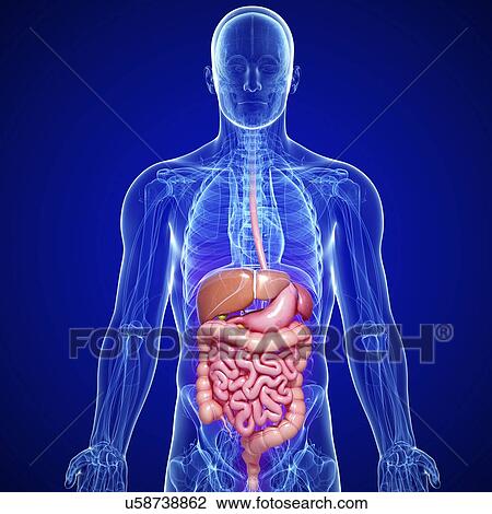 Male digestive system, artwork View Large Illustration Drawing - Male digestive system, artwork. Fotosearch