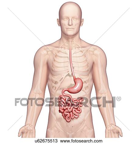Male digestive system, artwork View Large Illustration Drawing - Male digestive system, artwork. Fotosearch