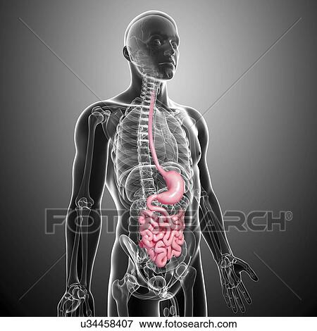 Stock Illustration - Male digestive system, artwork. Fotosearch