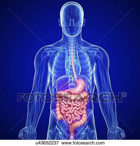 Male digestive system, artwork View Large Illustration Stock Illustration - Male digestive system, artwork. Fotosearch