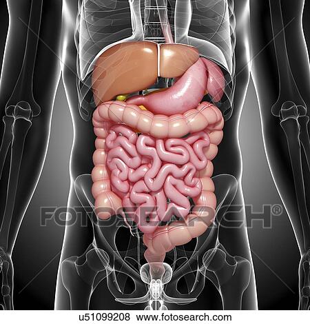 Male digestive system, artwork View Large Illustration Stock Illustration - Male digestive system, artwork. Fotosearch