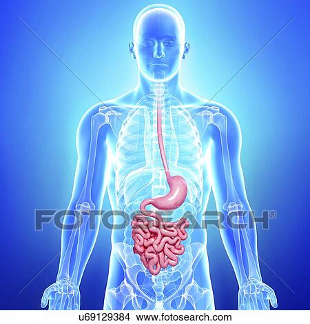 Male digestive system, artwork View Large Illustration Stock Illustration - Male digestive system, artwork. Fotosearch