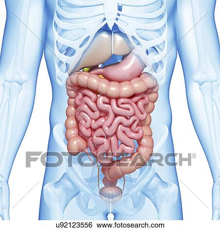 Stock Illustration - Male digestive system, artwork. Fotosearch