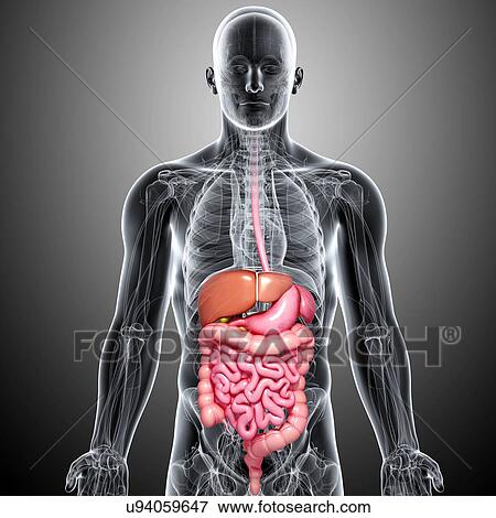 Male digestive system, artwork View Large Illustration Stock Illustration - Male digestive system, artwork. Fotosearch