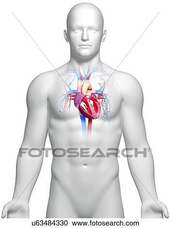 Clipart - Male heart, artwork. Fotosearch