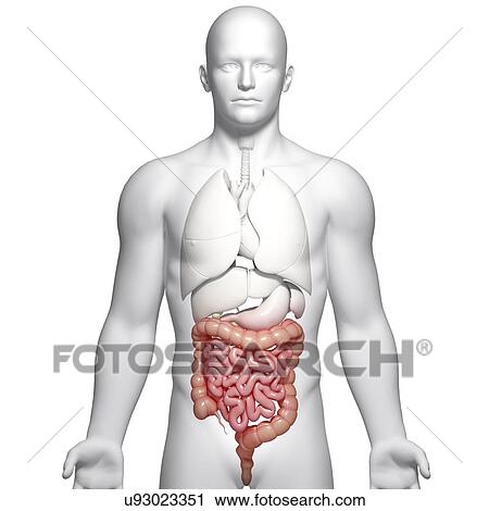 Male intestines, artwork View Large Illustration Clip Art - Male intestines, artwork. Fotosearch