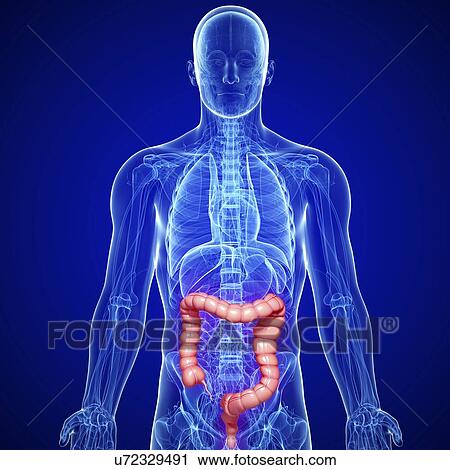 Clip Art - Male large intestines, artwork. Fotosearch