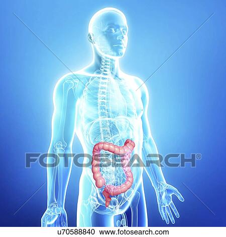 Male large intestines, artwork View Large Illustration Clipart - Male large intestines, artwork. Fotosearch