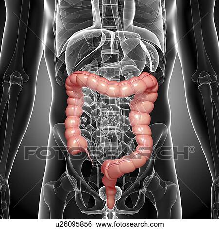 Male large intestines, artwork View Large Illustration Stock Illustration - Male large intestines, artwork. Fotosearch
