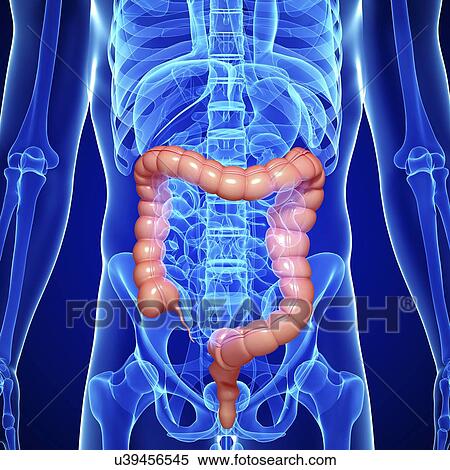 Stock Illustration - Male large intestines, artwork. Fotosearch