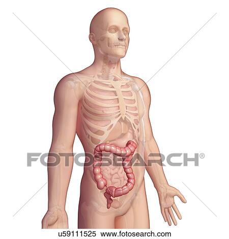 Male large intestines, artwork View Large Illustration Stock Illustration - Male large intestines, artwork. Fotosearch