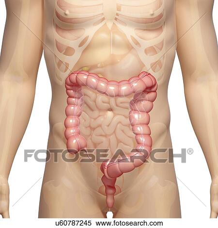Male large intestines, artwork View Large Illustration Stock Illustration - Male large intestines, artwork. Fotosearch