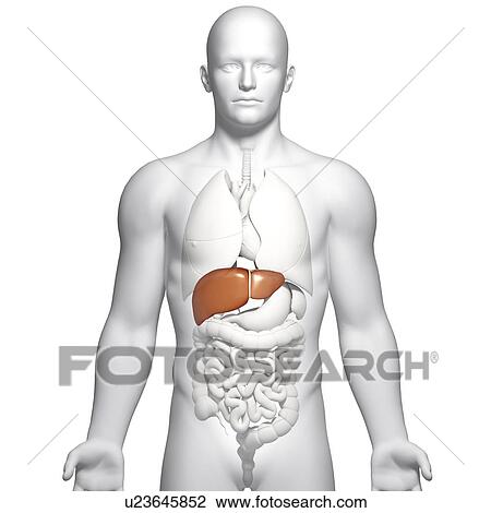 Male liver, artwork View Large Illustration Drawing - Male liver, artwork. Fotosearch