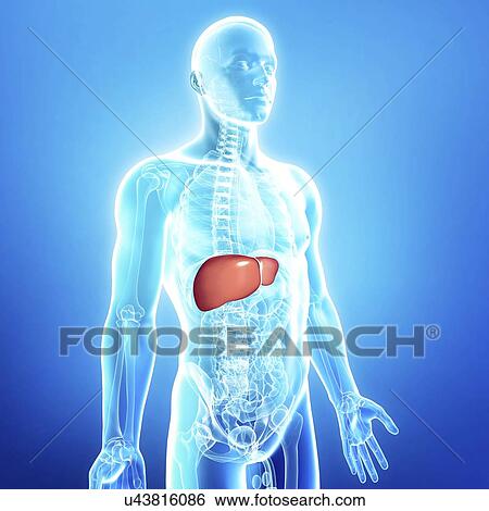 Male liver, artwork View Large Illustration Stock Illustration - Male liver, artwork. Fotosearch