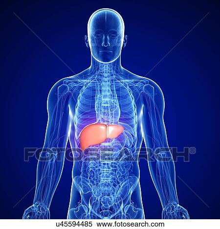 Male liver, artwork View Large Illustration Stock Illustration - Male liver, artwork. Fotosearch