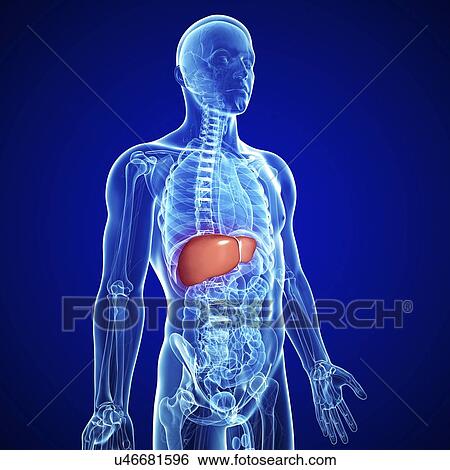 Stock Illustration - Male liver, artwork. Fotosearch