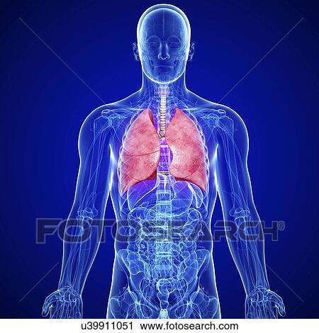 Clip Art - Male lungs, artwork. Fotosearch