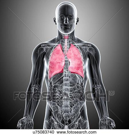 Male lungs, artwork View Large Illustration Clipart - Male lungs, artwork. Fotosearch