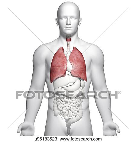 Male lungs, artwork View Large Illustration Drawing - Male lungs, artwork. Fotosearch