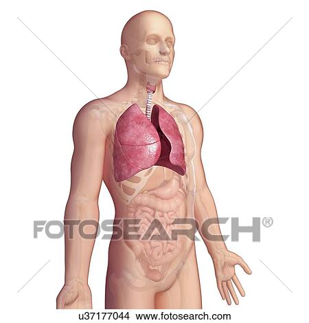 Male lungs, artwork View Large Illustration Stock Illustration - Male lungs, artwork. Fotosearch