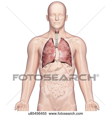 Male lungs, artwork View Large Illustration Stock Illustration - Male lungs, artwork. Fotosearch