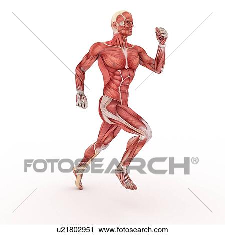 Clip Art - Male muscles, artwork. Fotosearch