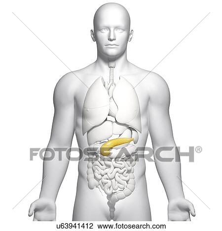 Male pancreas, artwork View Large Illustration Drawing - Male pancreas, artwork. Fotosearch