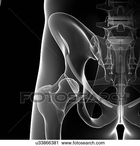 Male pelvis bones, artwork View Large Illustration Clip Art - Male pelvis bones, artwork. Fotosearch