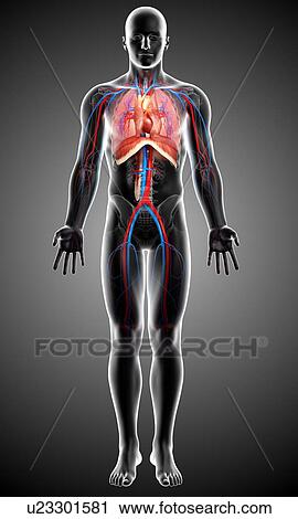 Clip Art - Male respiratory system, artwork. Fotosearch