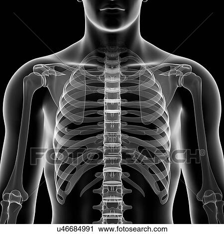 Male skeleton, artwork View Large Illustration Clip Art - Male skeleton, artwork. Fotosearch