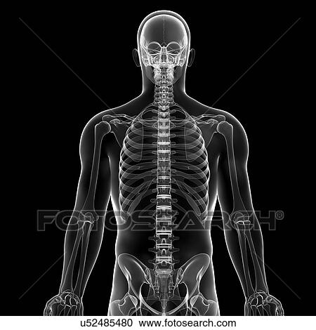 Male skeleton, artwork View Large Illustration Clipart - Male skeleton, artwork. Fotosearch