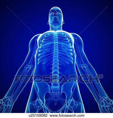 Drawing - Male skeleton, artwork. Fotosearch