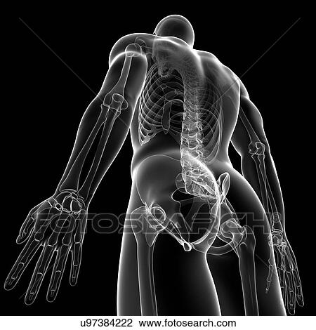 Male skeleton, artwork View Large Illustration Drawing - Male skeleton, artwork. Fotosearch
