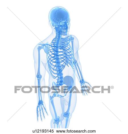 Male skeleton, artwork View Large Illustration Stock Illustration - Male skeleton, artwork. Fotosearch