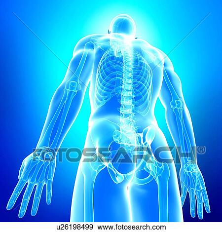 Stock Illustration - Male skeleton, artwork. Fotosearch