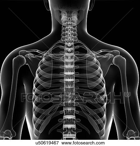 Male skeleton, artwork View Large Illustration Stock Illustration - Male skeleton, artwork. Fotosearch