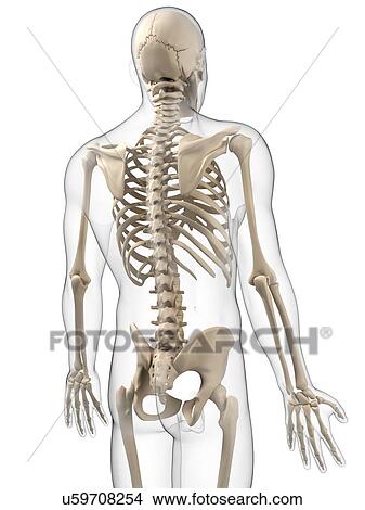 Stock Illustration - Male skeleton, artwork. Fotosearch
